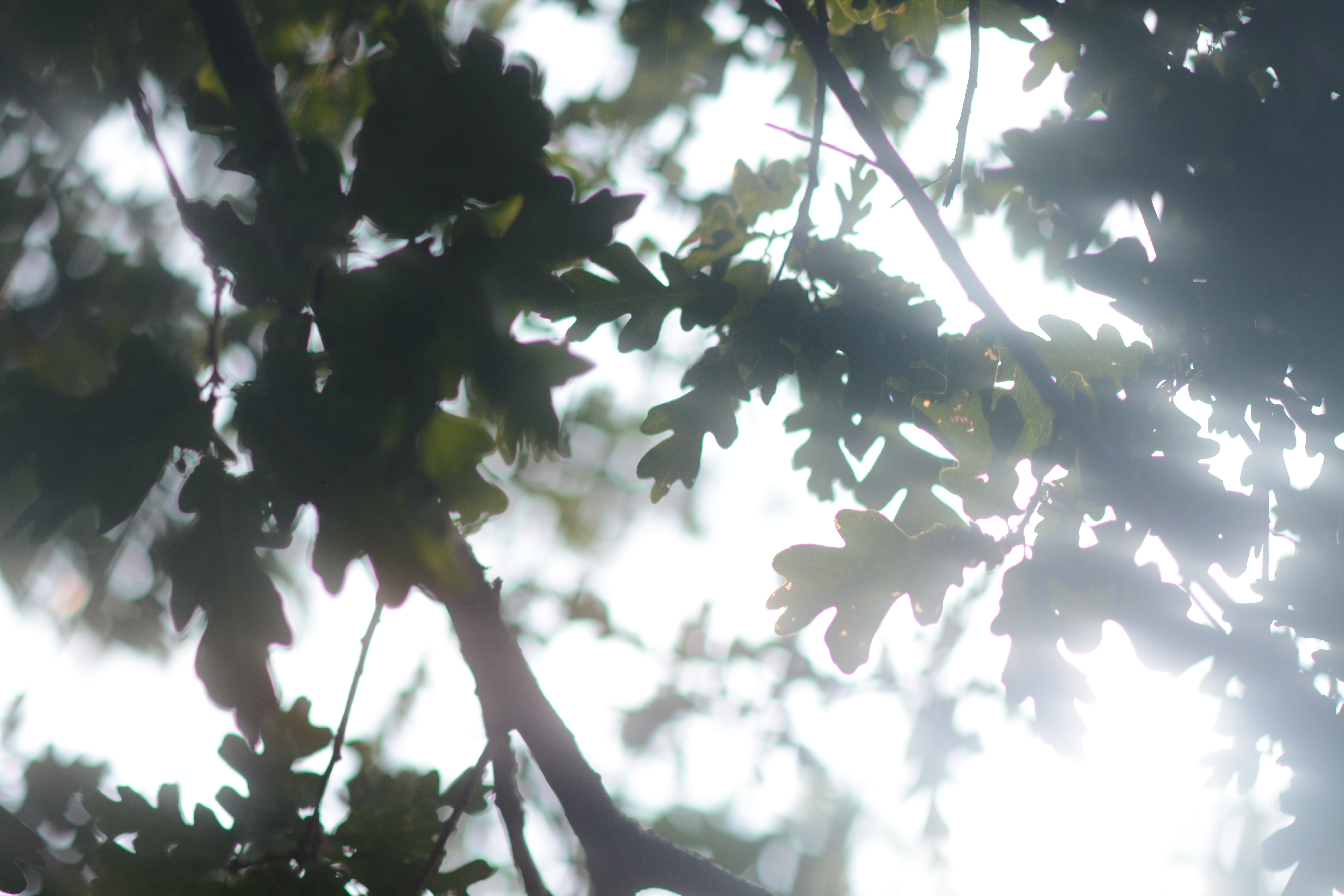 Dreamy Trees